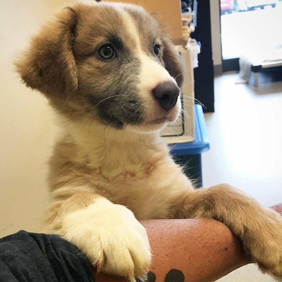 great pyrenees mix puppies